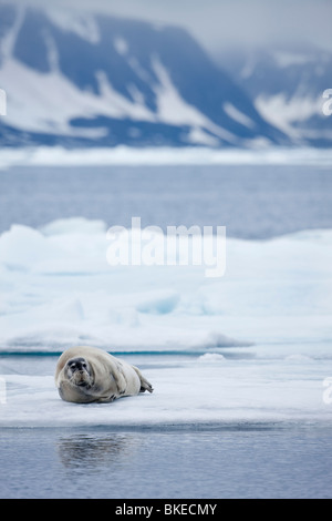 Nordaustlandet Svalbard, Norvège, le phoque barbu, reposant sur la glace près de pan flottant Sabine Îles sur soirée d'été Banque D'Images