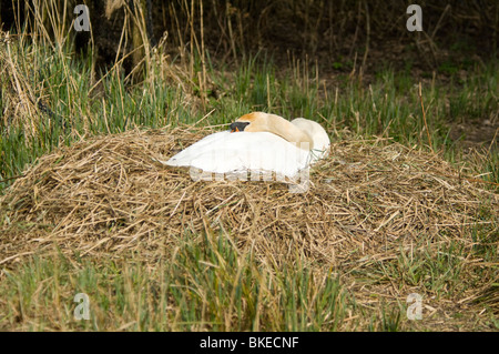 Le Cygne tuberculé Cygnus olor nid UK Banque D'Images