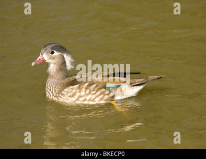 Canard Mandarin Aix galericulata femelle Banque D'Images