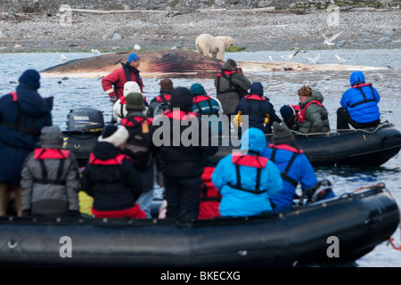 La Norvège, l'île de Spitsbergen, Svalbard, les touristes en bateaux gonflables Zodiac watch l'alimentation de l'ours polaire sur la carcasse des morts Rorqual commun Banque D'Images