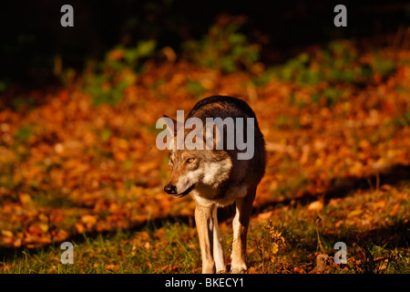 Le loup, Canis lupus, dans la chaude lumière Banque D'Images