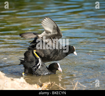 L'accouplement foulques Fulica atra Banque D'Images