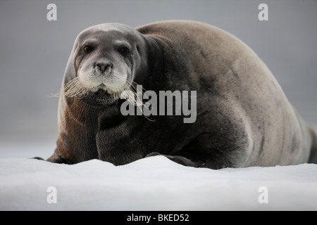 La Norvège, Svalbard, Nordaustlandet, le phoque barbu (Erignathus barbatus) reposant sur la glace près de l'île dans son Lågøya Franklin Banque D'Images