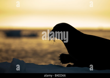 La Norvège, Svalbard, Nordaustlandet, le phoque barbu (Erignathus barbatus) reposant sur la glace près de l'île dans son Lågøya Franklin Banque D'Images