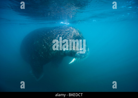 La Norvège, Svalbard, sous-vue de le morse (Odobenus rosmarus) Natation au point de Poole sur Prins Karls Forland sur matin d'été Banque D'Images