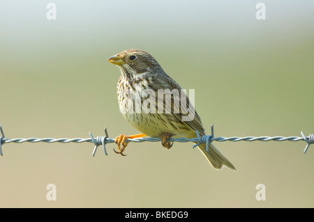 Carduelis flavirostris Twite Marais Frampton Lincolnshire UK Banque D'Images