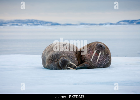 La Norvège, Svalbard, Nordaustlandet, deux le morse (Odobenus rosmarus) dormir sur la glace près de l'île de Lagøya Banque D'Images