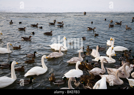 Les cygnes et canards au lac Tjornin. Le centre de Reykjavik en Islande Banque D'Images