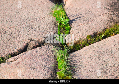 L'herbe pousse dans une fissure dans un rocher rose lisse. Banque D'Images