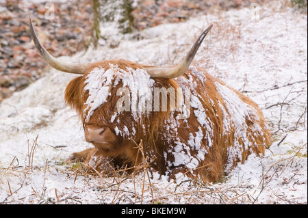 Une vache Highland Glen Nevis dans la neige en Ecosse Banque D'Images