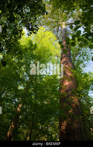 Le pin à encens et de couvert forestier dans les forêts des basses terres, Congaree National Park, Caroline du Sud Banque D'Images