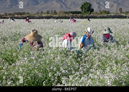 L'exploitation des travailleurs les coupelles de Semences de radis Daikon. floraison domaine. Banque D'Images