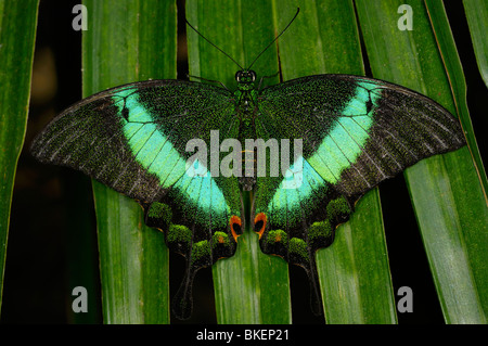 Close up of a Green Banded Peacock Swallowtail butterfly Papilio palinurus sur une feuille d'un palmier Banque D'Images