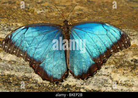 Papillon Morpho bleu sur un ensoleillement Granadensis roche de granit Banque D'Images