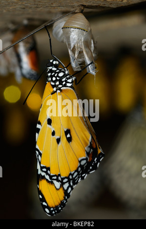 Les plain tiger papillon danaus chrysippe accrochée à la chrysalide Banque D'Images