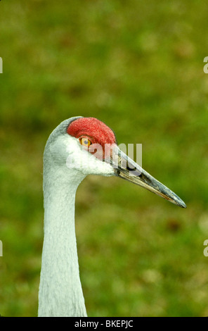 Grue du Canada (Grus canadensis) close up Banque D'Images