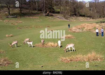 Les cerfs et les gens à Knole Park, dans le Kent, en Angleterre. Banque D'Images