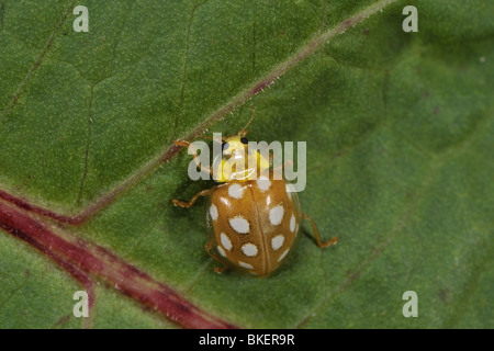 Coccinelle maculée de crème sur une feuille Banque D'Images