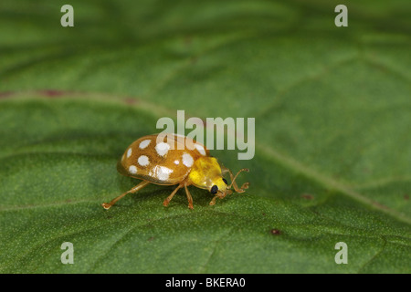 Coccinelle maculée de crème sur une feuille Banque D'Images