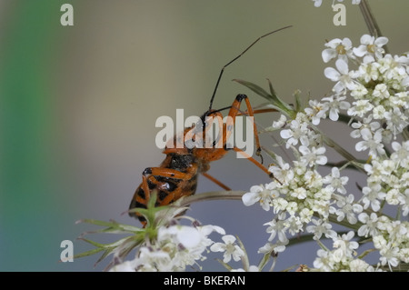 Assassin bug sur ombelle rouge en Provence France Banque D'Images