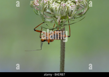 Assassin bug sur ombelle rouge en Provence France Banque D'Images