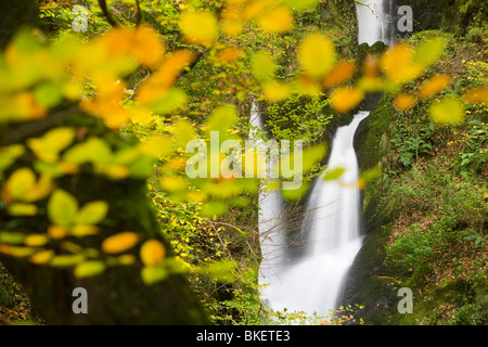 Ghyll Stock cascade et forêt en automne couleurs de Ambleside Lake District UK Banque D'Images