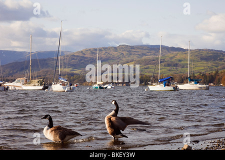 Bowness on Windermere, Cumbria, Angleterre, Royaume-Uni, Europe. Vue vers le nord le long du lac de Windermere avec les Bernaches du Canada (Branta canadensis) Banque D'Images