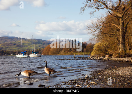 Bowness on Windermere, Cumbria, Angleterre, Royaume-Uni, Europe. Vue vers le nord le long du lac de Windermere avec les Bernaches du Canada (Branta canadensis) Banque D'Images