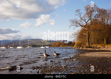 Bowness on Windermere, Cumbria, Angleterre, Royaume-Uni, Europe. Les Bernaches du Canada et voir au nord le long des rives du lac Windermere Banque D'Images