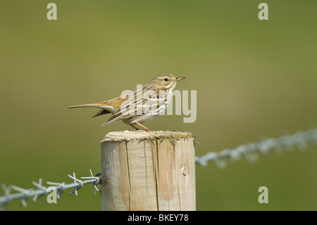 Alouette des champs (Alauda arvensis), marais de Frampton, Lincolnshire, Royaume-Uni Banque D'Images