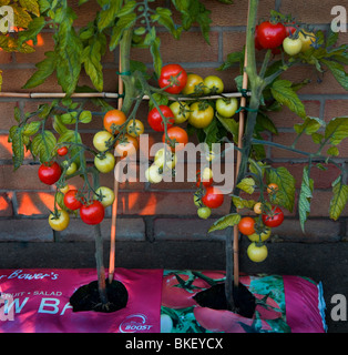 Plants de tomates, Banque D'Images