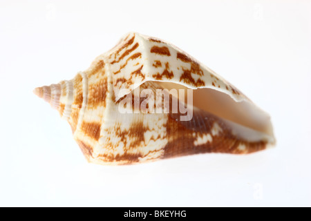 Shell, shell bivalves. Banque D'Images