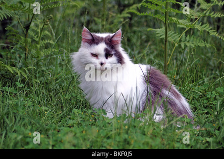 Gris foncé et blanc chat domestique aux cheveux longs assis dans l'herbe et autre végétation Banque D'Images