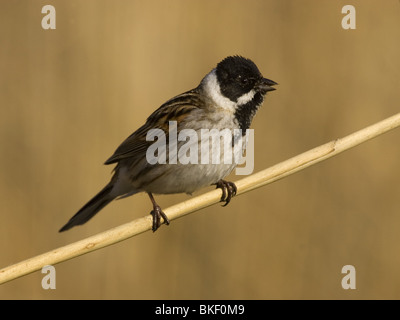 Reed Bunting sur reed Banque D'Images