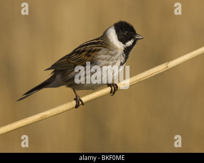 Reed Bunting sur reed Banque D'Images