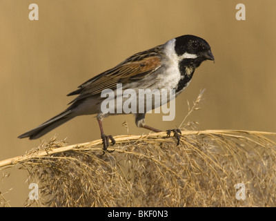 Reed Bunting sur reed Banque D'Images