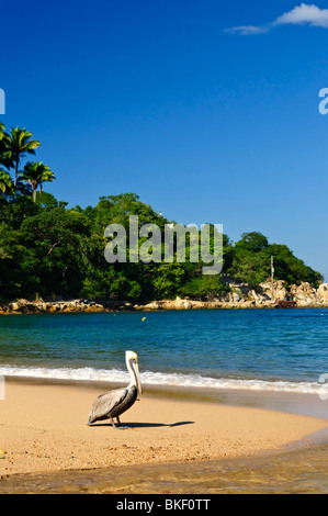 Le Pelican Beach près de l'océan Pacifique au Mexique Banque D'Images