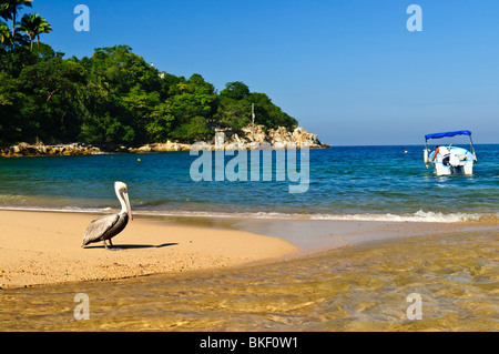 Le Pelican Beach près de l'océan Pacifique au Mexique Banque D'Images