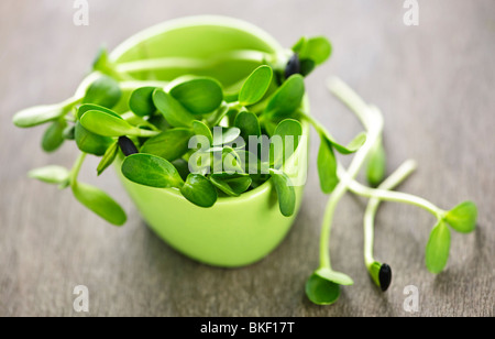 Les jeunes pousses de tournesol vert bio dans une tasse Banque D'Images