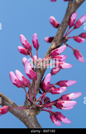 Floraison du roud de l'est (Cersis canadensis), Géorgie, États-Unis. Banque D'Images