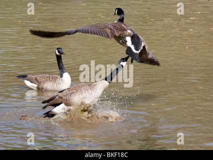 Les combats de la Bernache du Canada (Branta canadensis), Géorgie, États-Unis Banque D'Images