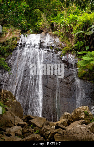 Les chutes La coca dans la forêt nationale de El Yunque, Porto Rico, Antilles. Banque D'Images