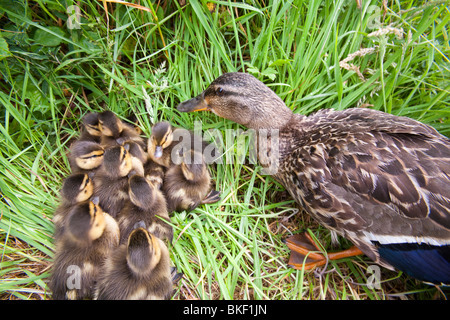 Une femelle colvert avec ses oisillons nouvellement éclos sur l'Île Walney, Cumbria, UK Banque D'Images