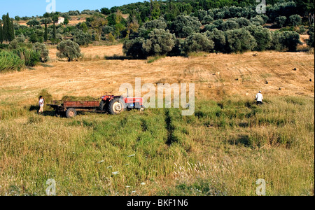 Foin fabrication traditionnelle, scène campagne turque près de Milet, Turquie Banque D'Images