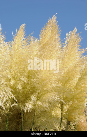 Panaches de l'herbe de la pampa (cortaderia selloana) contre le ciel bleu clair Banque D'Images