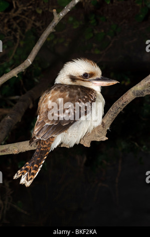 Le Laughing Kookaburra Dacelo novaeguineae,. L'Australie Banque D'Images