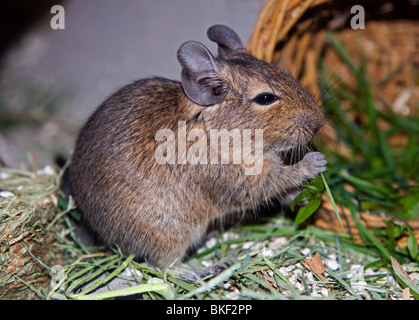 Dégus octodon Degu (alimentation juvénile) Banque D'Images