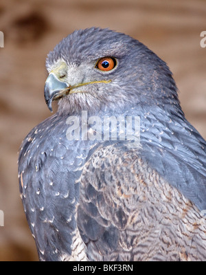 Eagle/Black-Chested chilien Eagle Buzzard chilien/Aigle Bleu/Gris Eagle Buzzard (geranoaetus melanoleucus) Banque D'Images