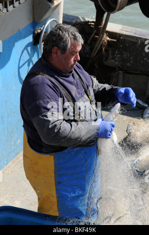 Un pêcheur côtier à Ramsgate Harbour extrait ses prises de bar de son filet. Banque D'Images