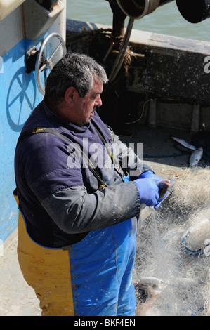 Un pêcheur côtier à Ramsgate Harbour extrait ses prises de bar de son filet. Banque D'Images